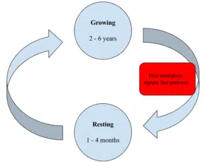 Hair transplant results blog